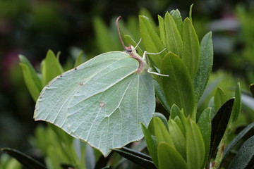 Papillon citron