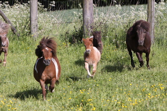 Shetlandpony