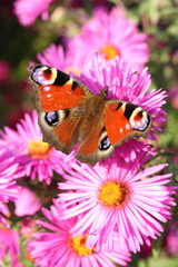Obraz premium Tagpfauenauge, Herbstaster