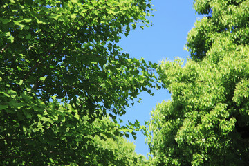 Obraz premium 新緑