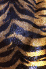 Naklejka na ściany i meble Tygrys sumatrzański