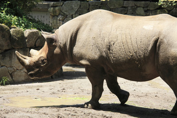 Obraz premium ヒガシクロサイ