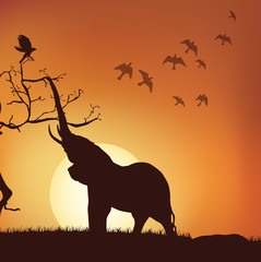 Fototapeta na wymiar silhouette of elephant