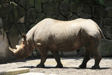 Fototapeta premium ヒガシクロサイ