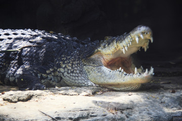 ニシアフリカコガタワニ