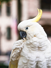 Sulphur-Crested Cockatoo