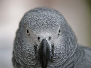 Gray Parrot
