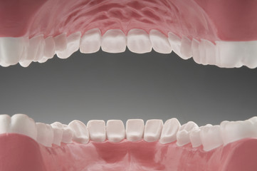 Teeth from Inside the Mouth
