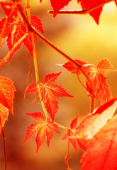 autumn leaves, very shallow focus