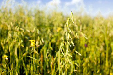 Fototapeta premium oat in a cereal field
