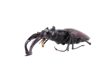 stag-beetle