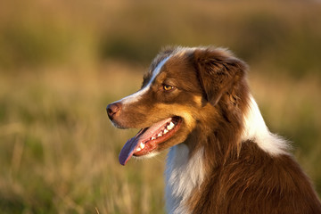 Australian Shepherd Profil Kopfstudie