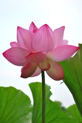 Low shot of lotus flower in full bloom