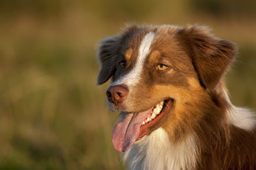 Australian Shepherd Portrait