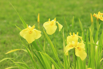 Obraz premium 花菖蒲