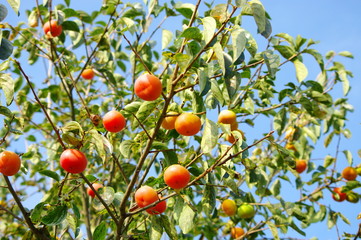 japanese say KAKI!!!