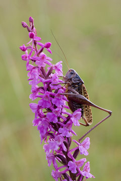 Warzenbeisser auf Orchidee