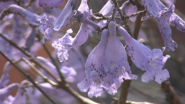 Flores de jacaranda