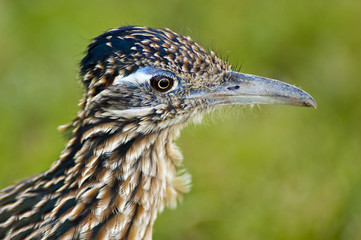 Suburban Roadrunner
