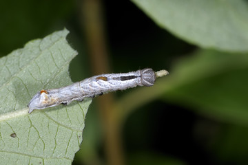 large dark prominent, notodonta torva