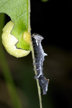 large dark prominent, notodonta torva