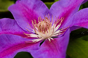 Purple and pink clematis flower in summer - 17194731