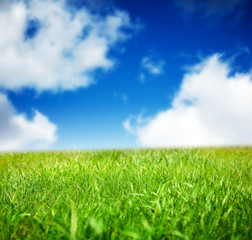 Fototapeta na wymiar spring green field of grass