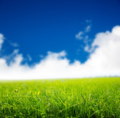 Fototapeta na wymiar green field of grass