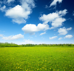 Naklejka premium field of spring flowers and perfect sky