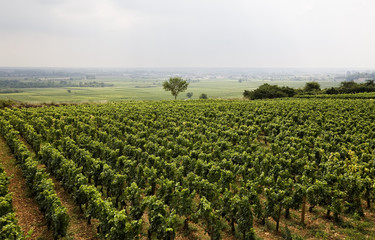 Fototapeta na wymiar Vineyard in Burgundy