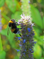 bumblebee (Bombus)