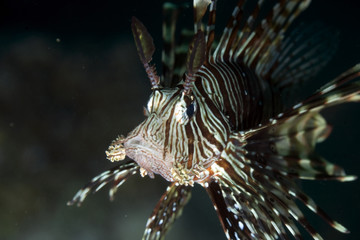 Fototapeta na wymiar lionfish close-up.