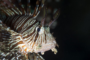 lionfish close-up.