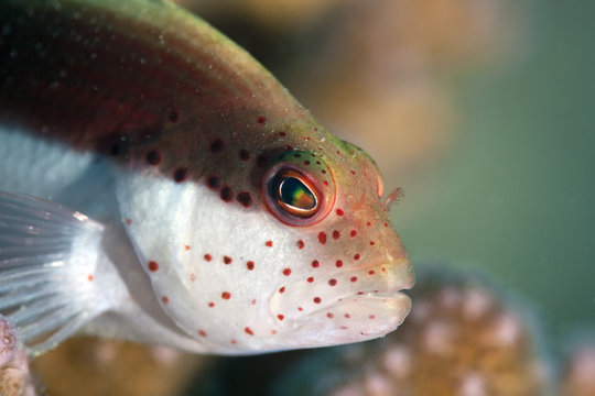 freckled hawkfish close-up.
