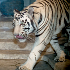 White Tiger