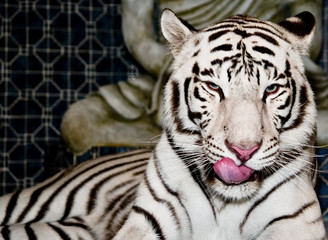 White Tiger