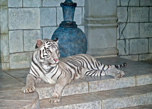 White Tiger