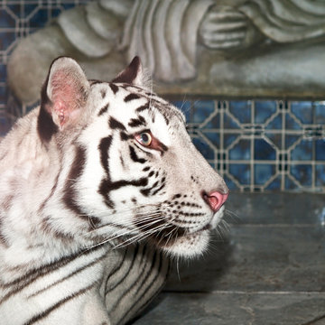 White Tiger