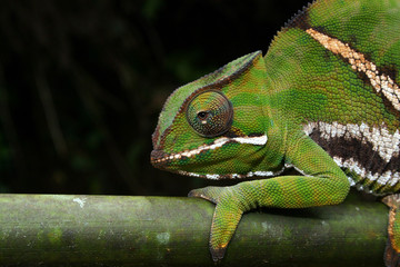 Chamäleon Ranomafana © photos4nature