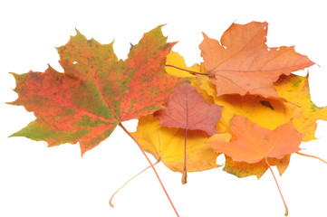 Autumn leaves isolated on white