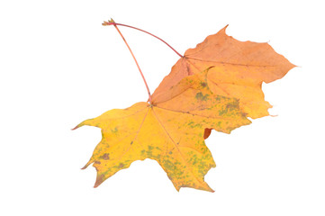 Autumn leaves isolated on white