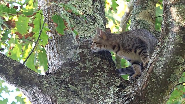 chaton faisant ses griffes dans l'arbre