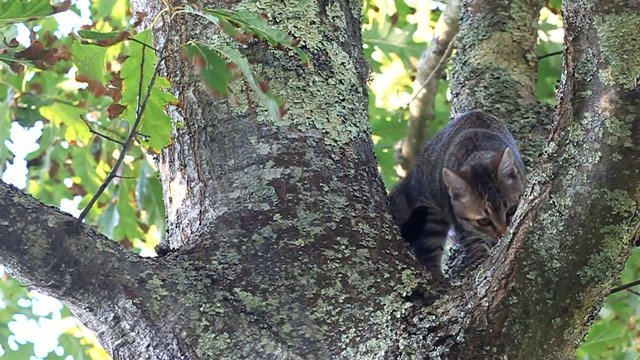 chaton dans le chêne