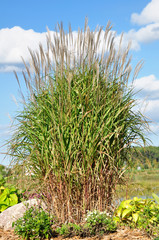 Ornamental Flame Grass (Miscanthus sinensis purpurascens)
