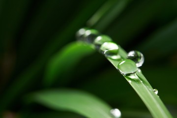 drops with green grass