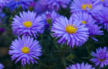 Fototapeta premium flower