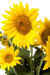 Naklejka premium sunflowers isolated