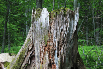 阿寒湖の原生林
