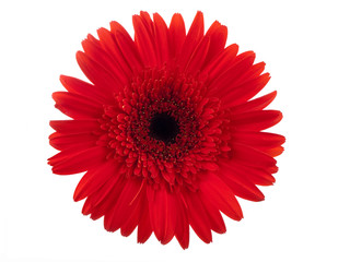 Red gerbera against white background