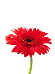 Red gerbera against white
